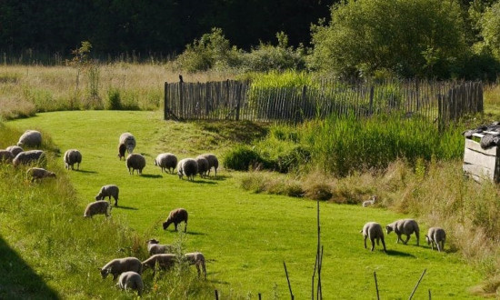 Éco-pâturage avec des moutons pour l’entretien écologique des espaces verts